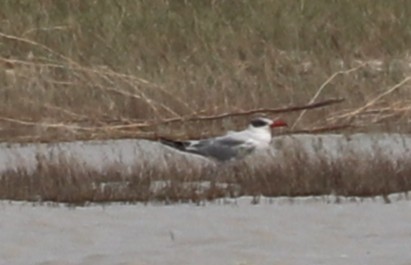 Caspian Tern - ML643879795