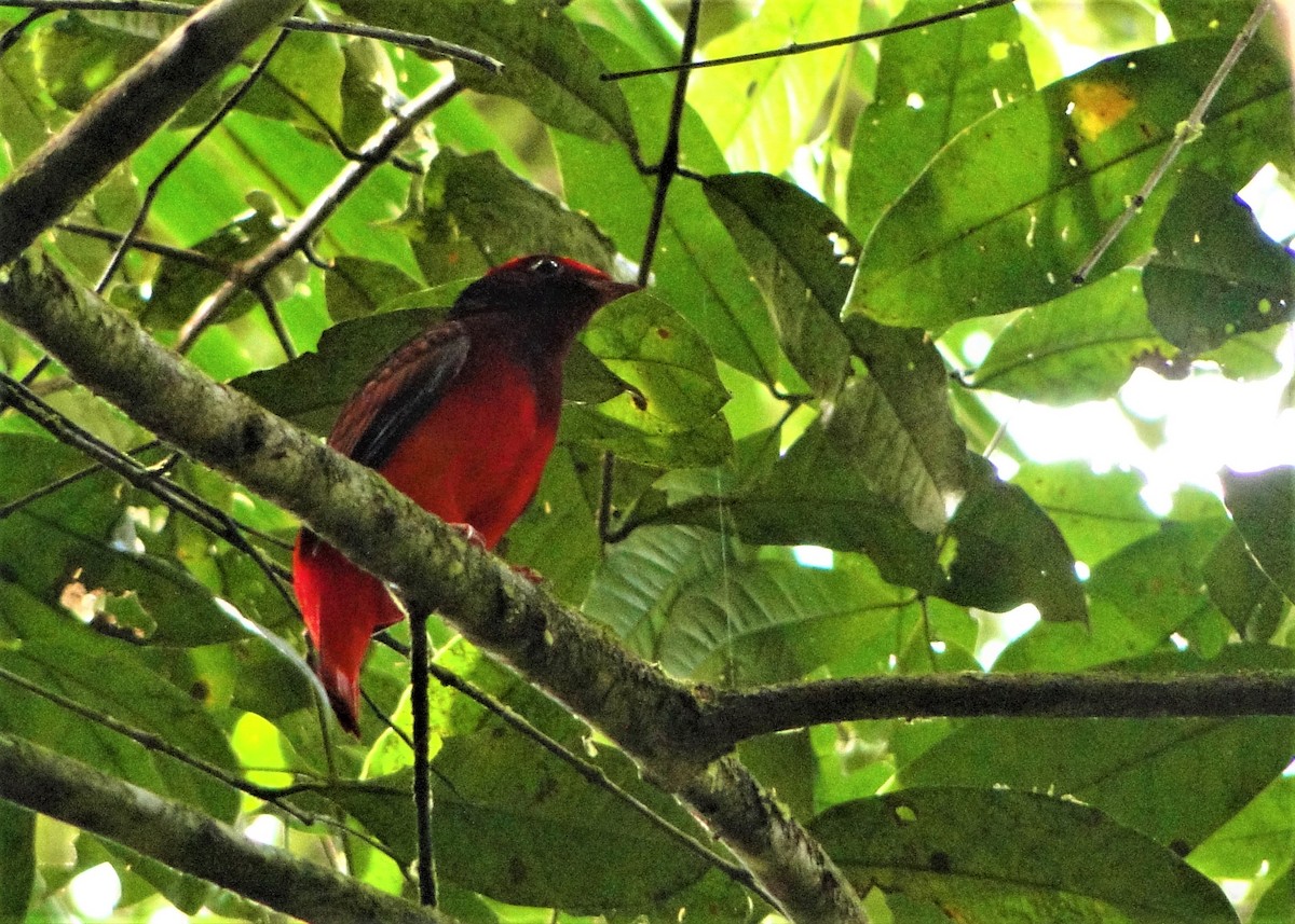 Guianan Red-Cotinga - ML64387981