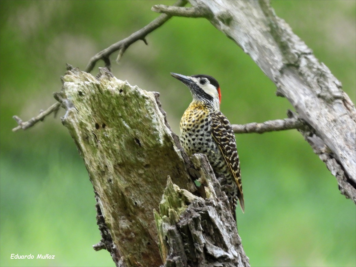 Green-barred Woodpecker - ML643879810
