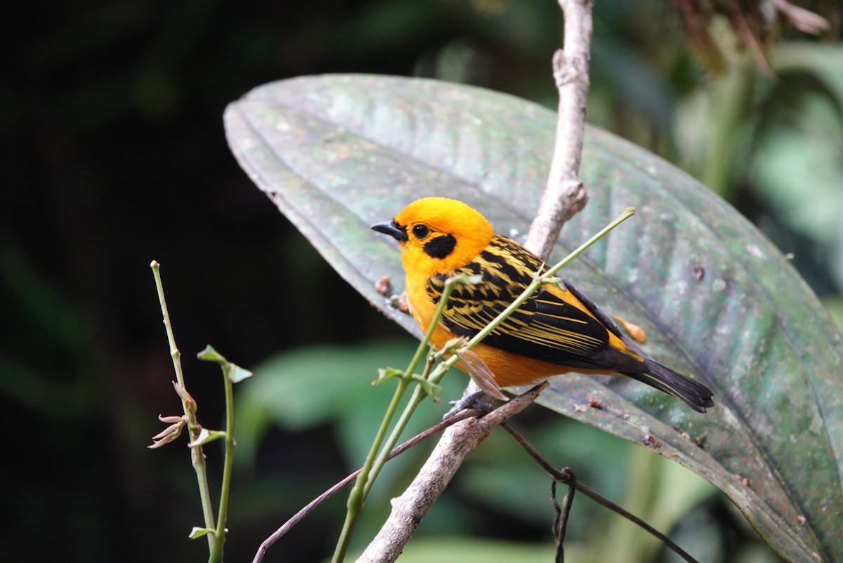 Golden Tanager - ML643879812