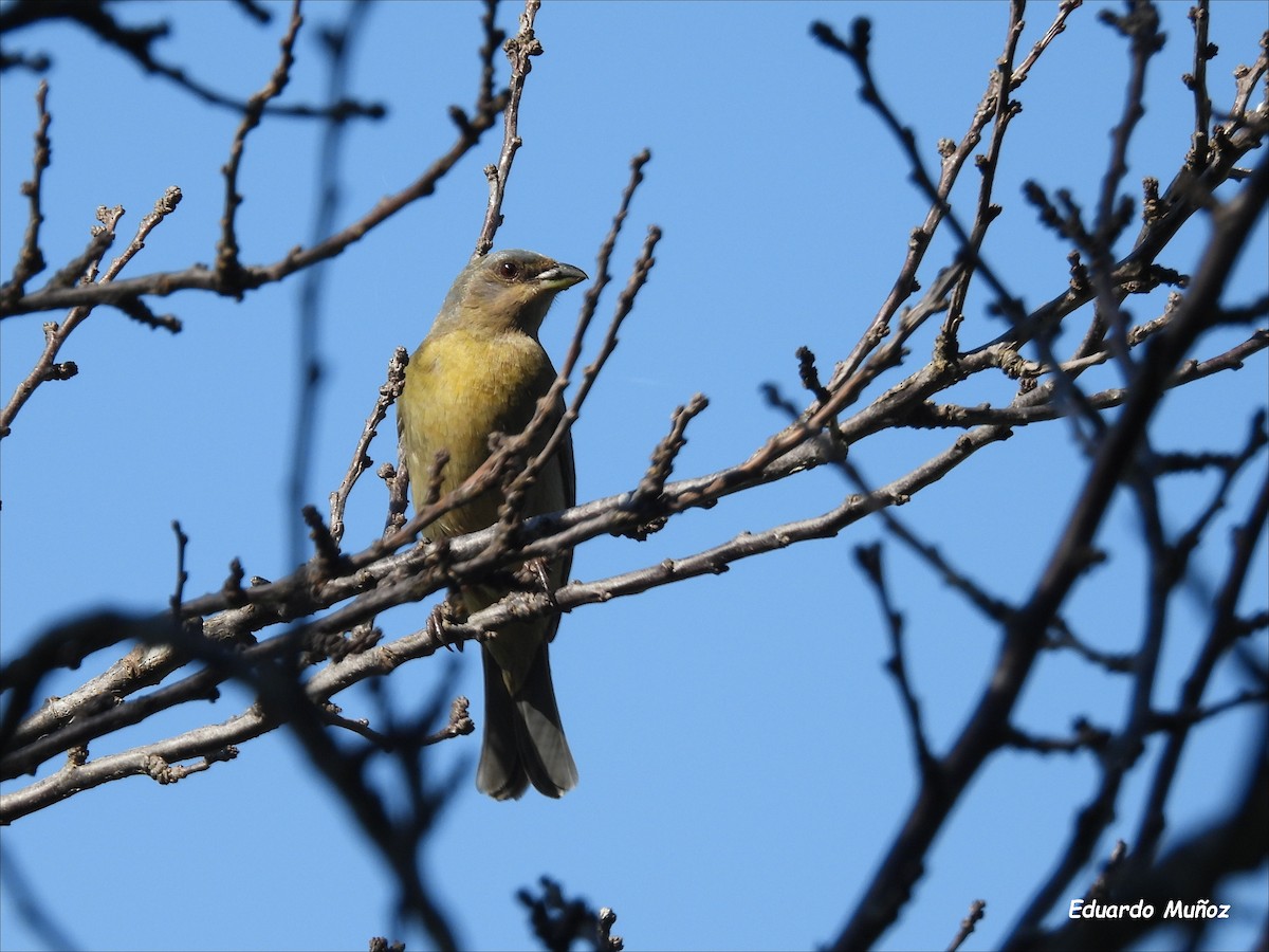 Blue-and-yellow Tanager - ML643879819