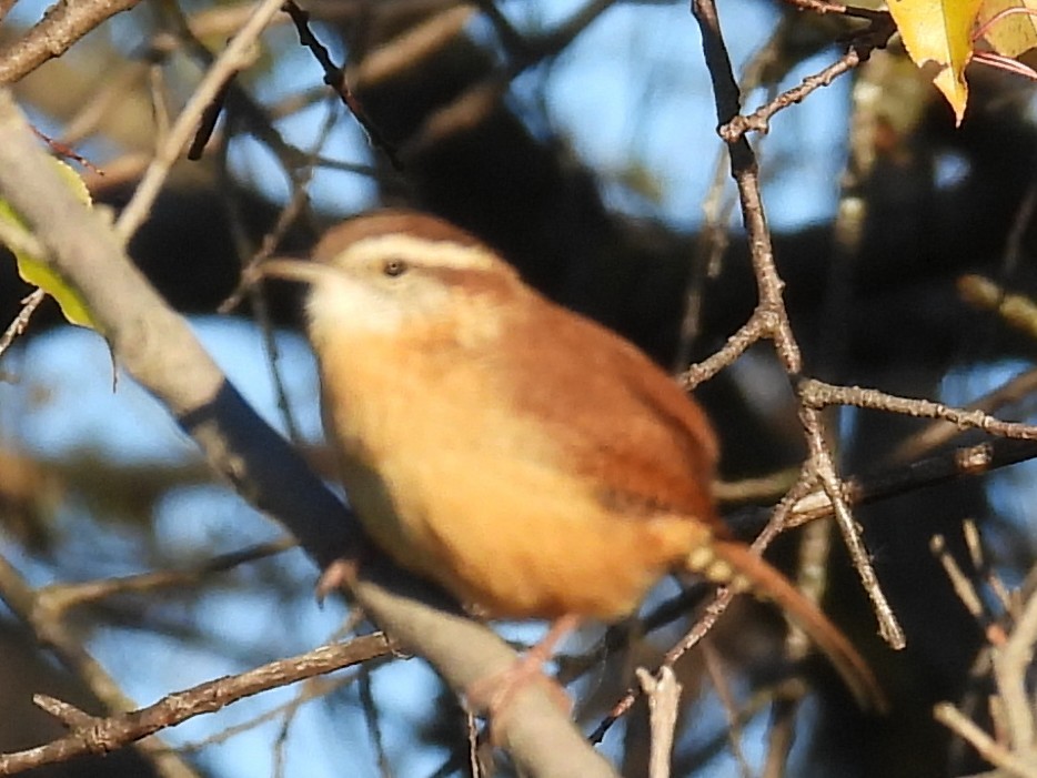 Carolinazaunkönig - ML643879824