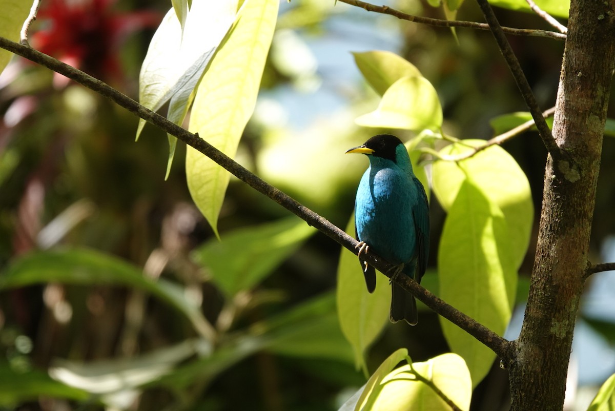 Green Honeycreeper - ML643879837