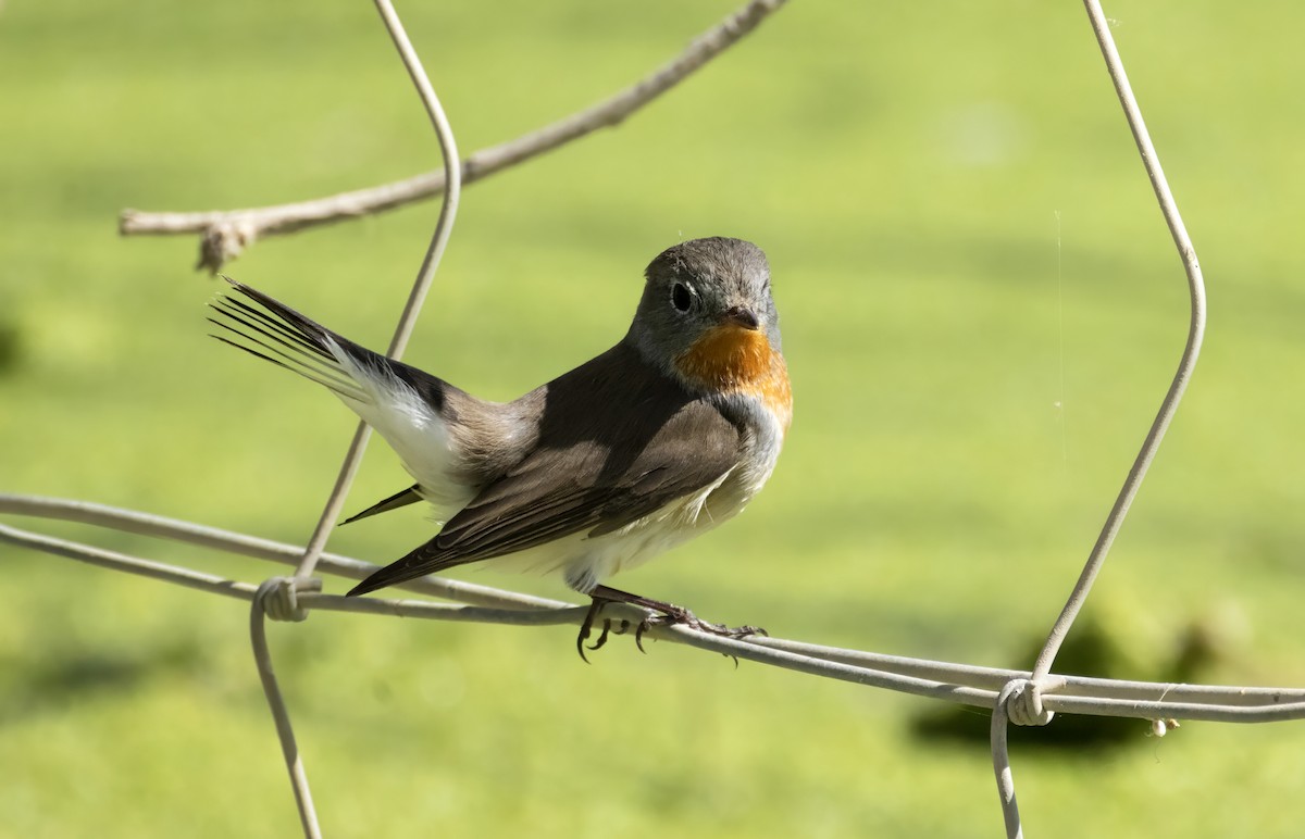 Red-breasted Flycatcher - ML643879842