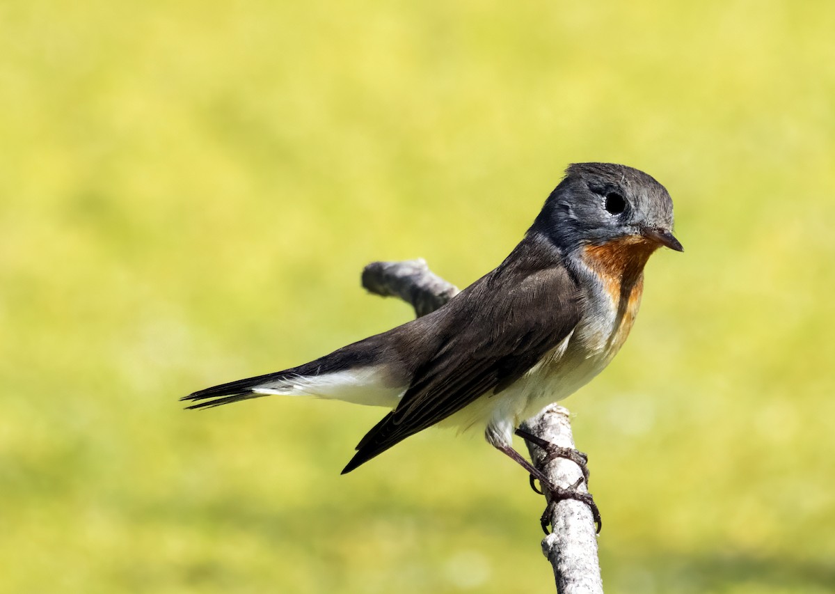 Red-breasted Flycatcher - ML643879851