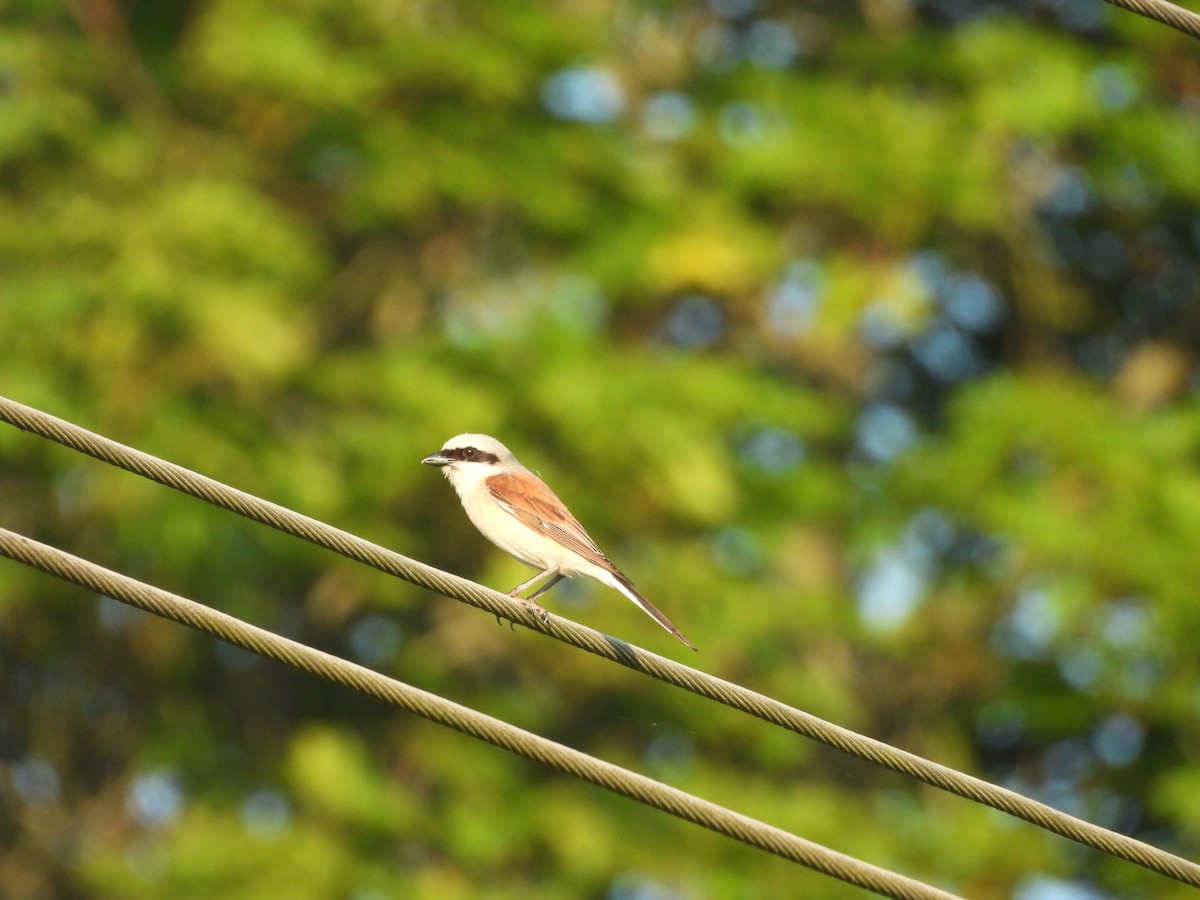 Red-backed Shrike - ML643879852