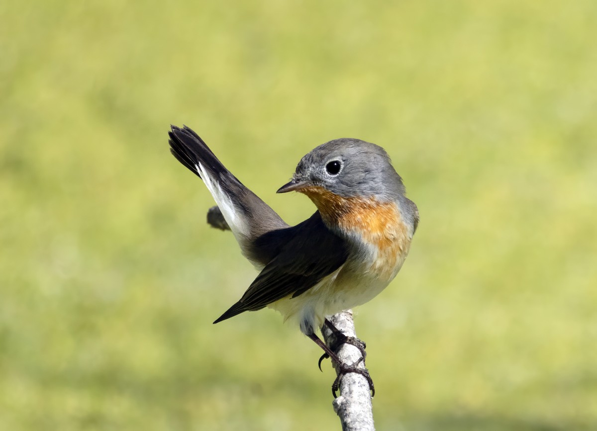 Red-breasted Flycatcher - ML643879853