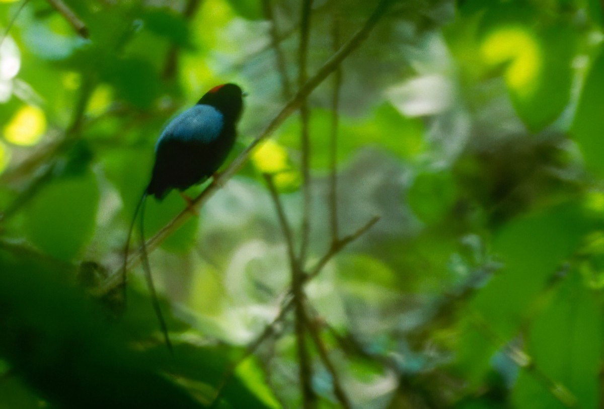 Long-tailed Manakin - ML643879858