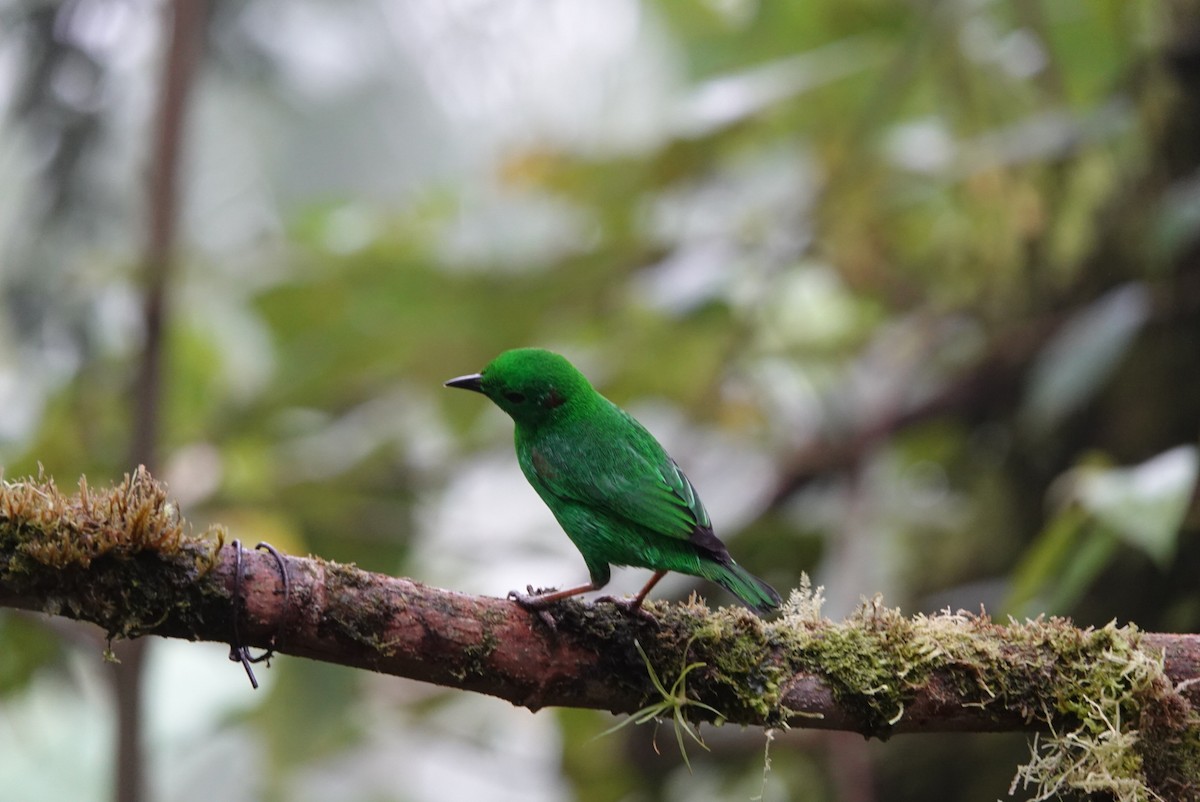 Glistening-green Tanager - ML643879863