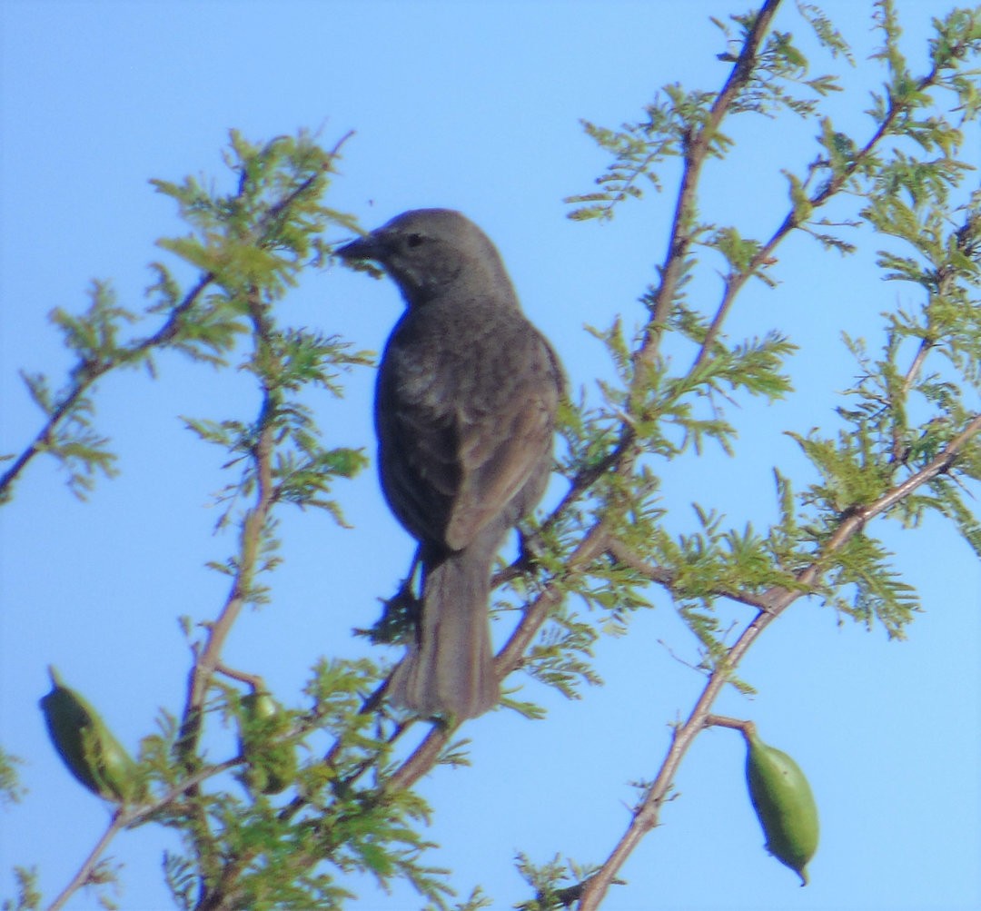 Shiny Cowbird - ML643879869