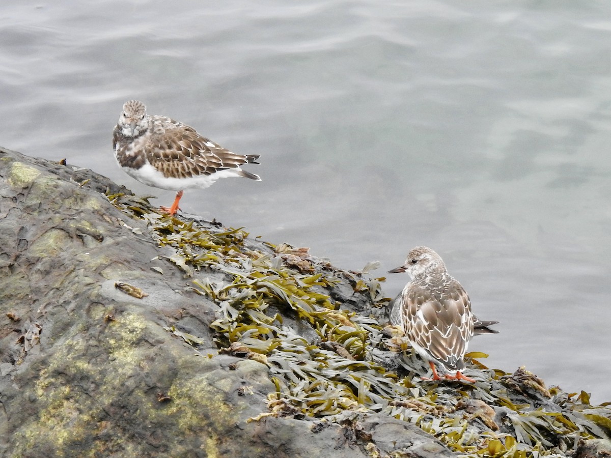 Ruddy Turnstone - ML643879872