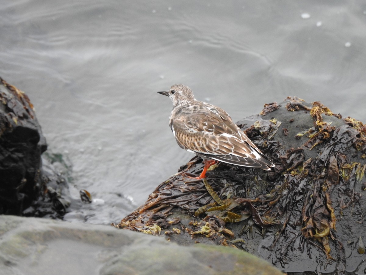 Ruddy Turnstone - ML643879874