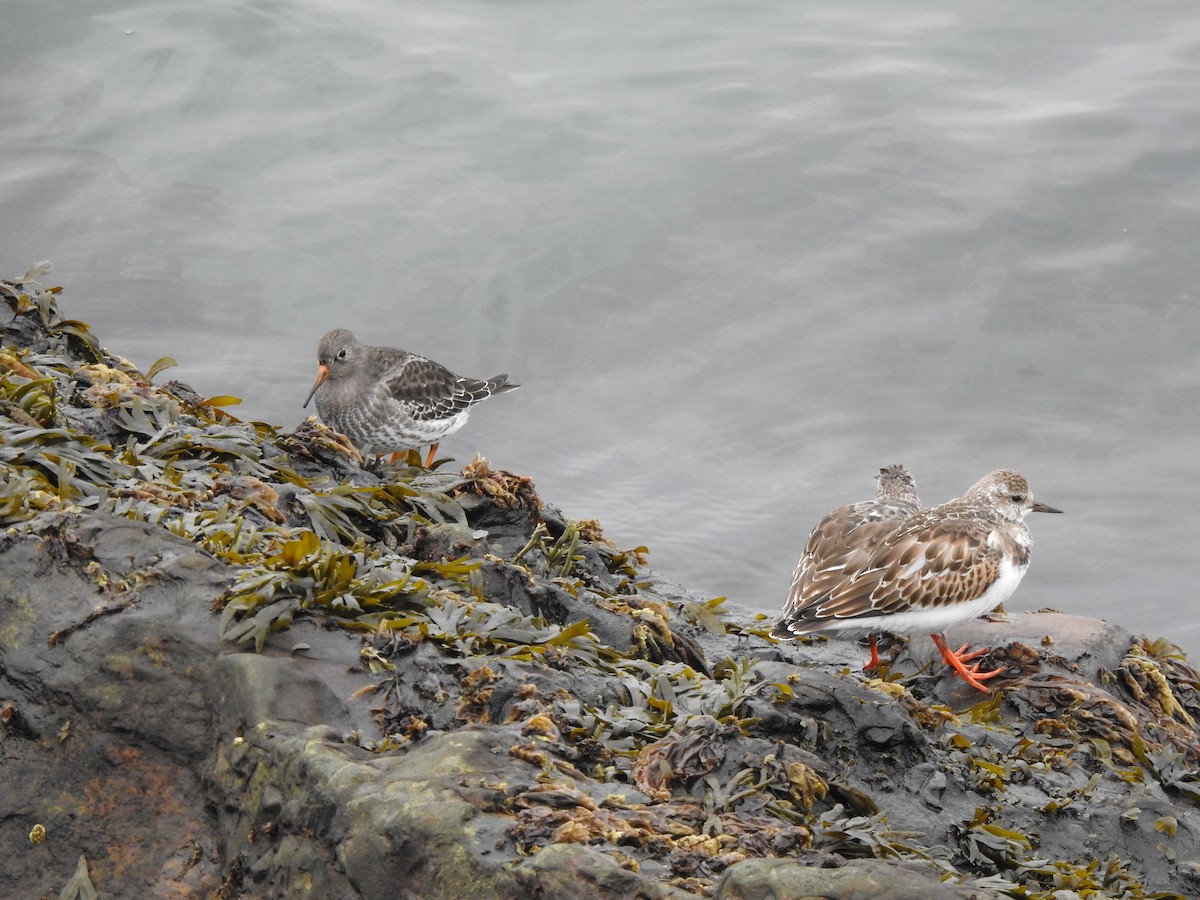 Ruddy Turnstone - ML643879875