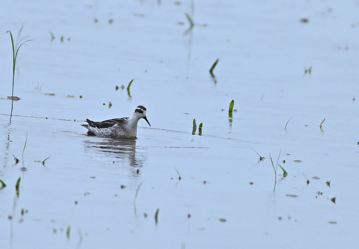 Red-necked Phalarope - ML643879877