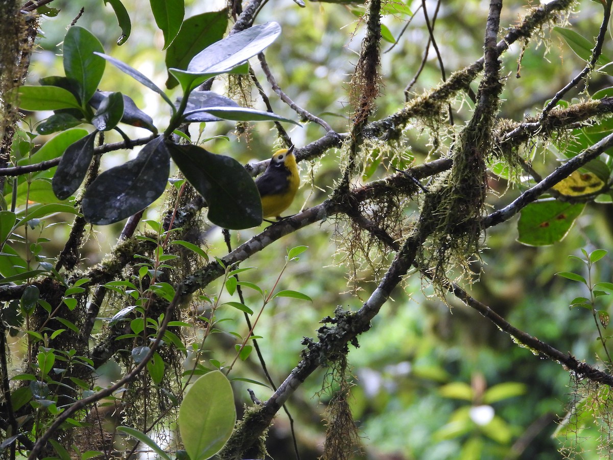 Golden-fronted Redstart - ML643879879