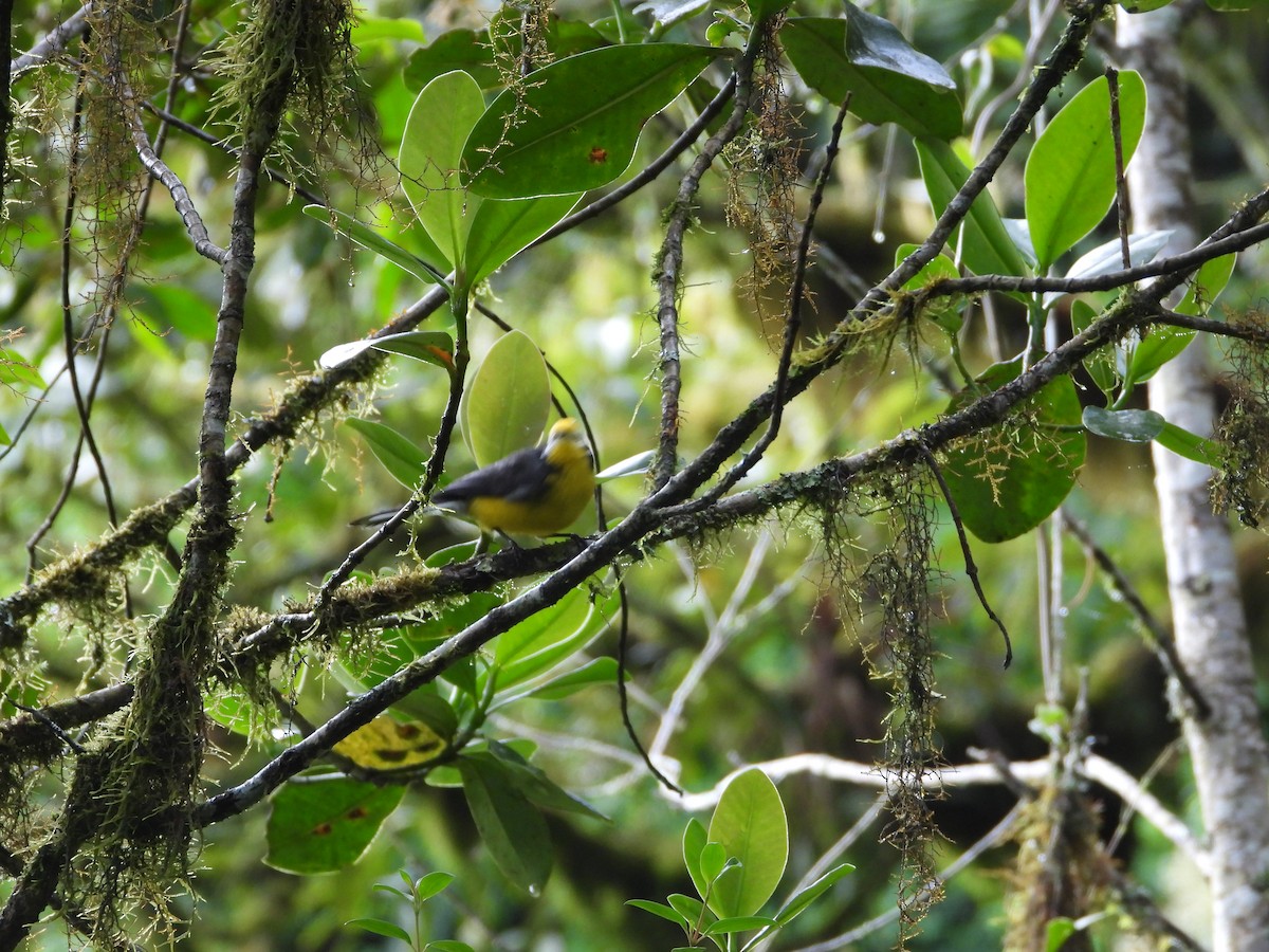 Golden-fronted Redstart - ML643879881