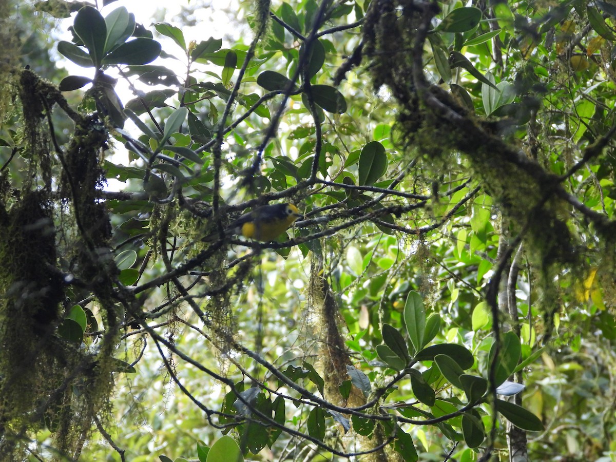 Golden-fronted Redstart - ML643879882