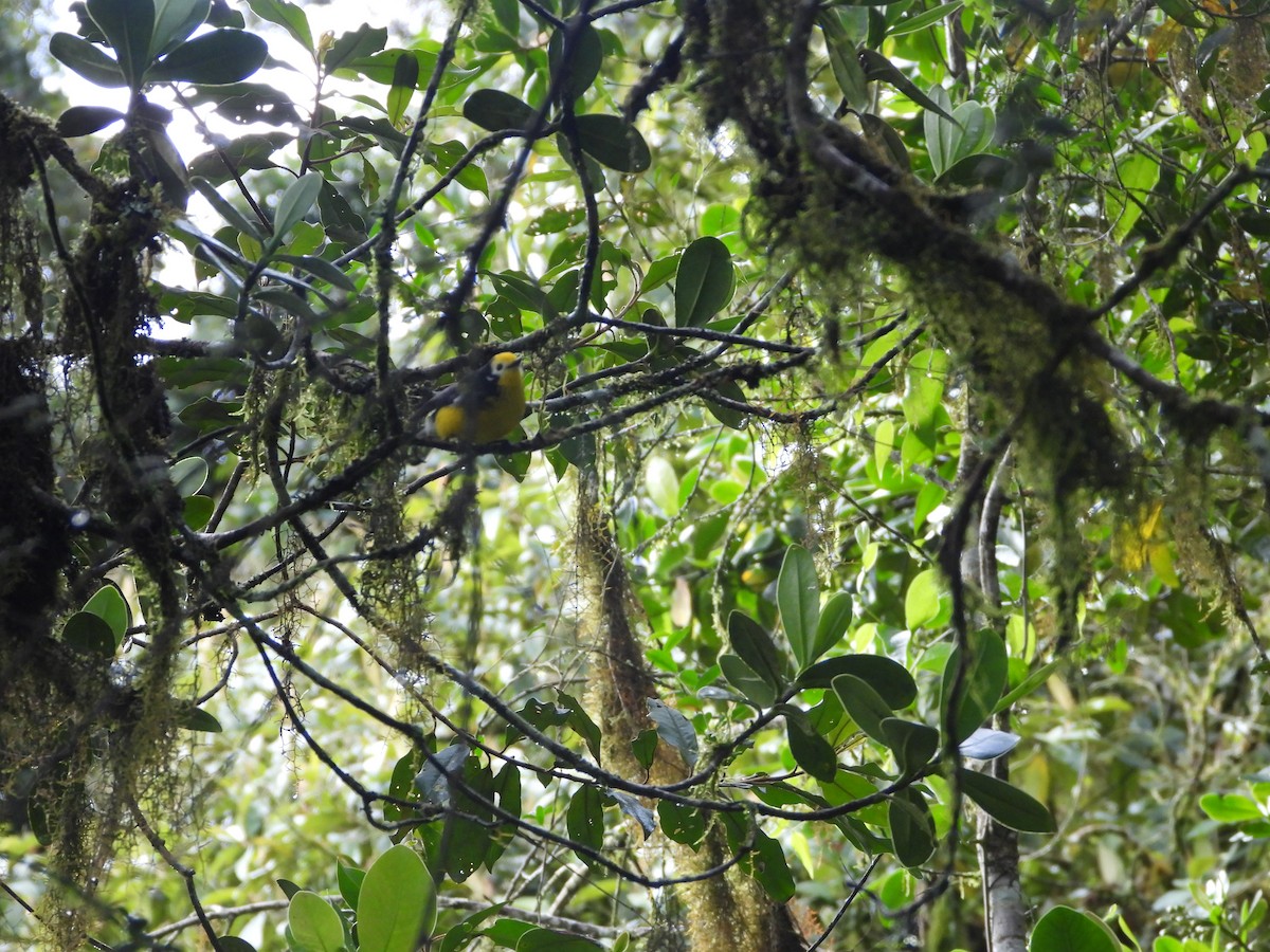 Golden-fronted Redstart - ML643879883