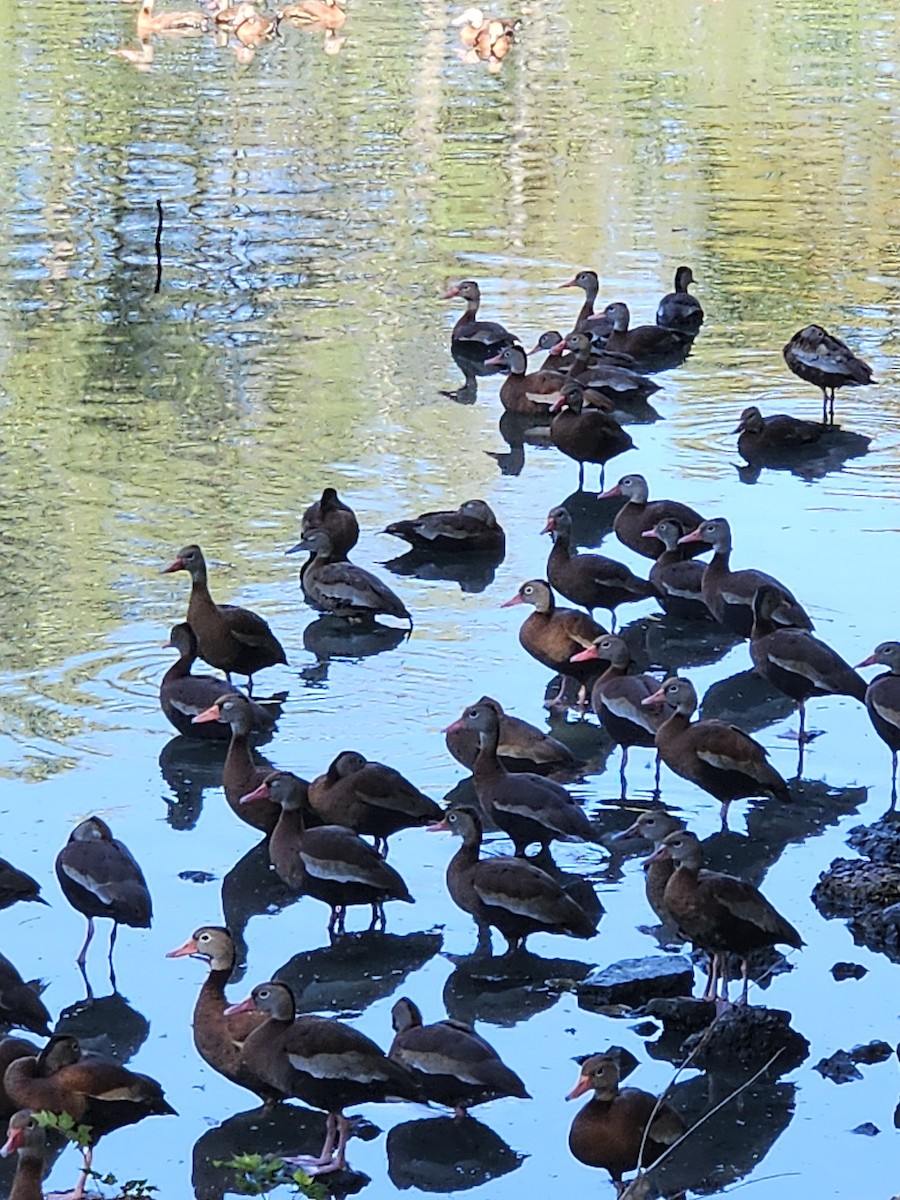 Black-bellied Whistling-Duck - ML643879886