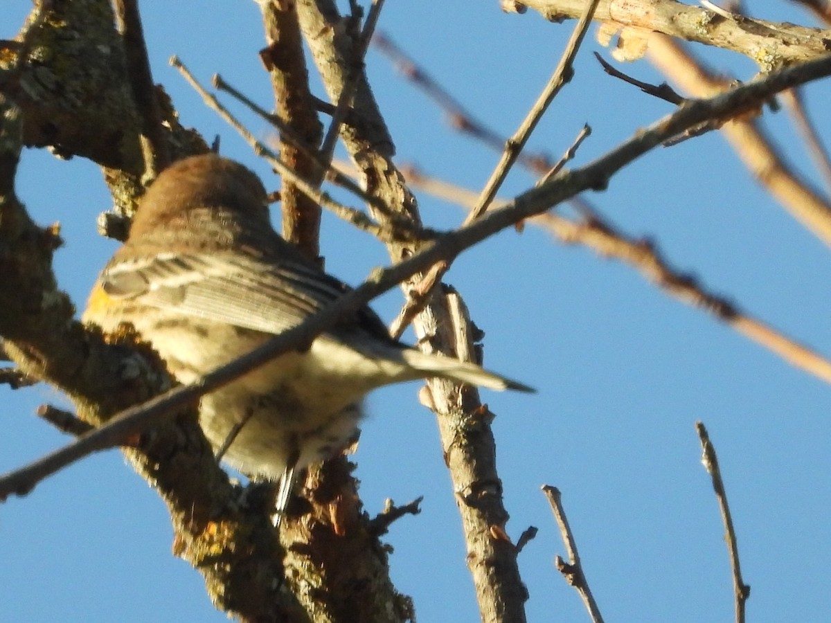 Yellow-rumped Warbler - ML643879892