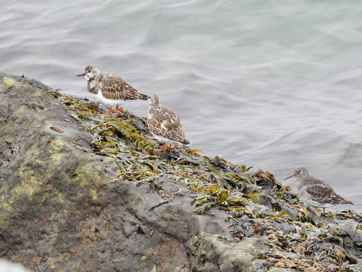 Meerstrandläufer - ML643879893