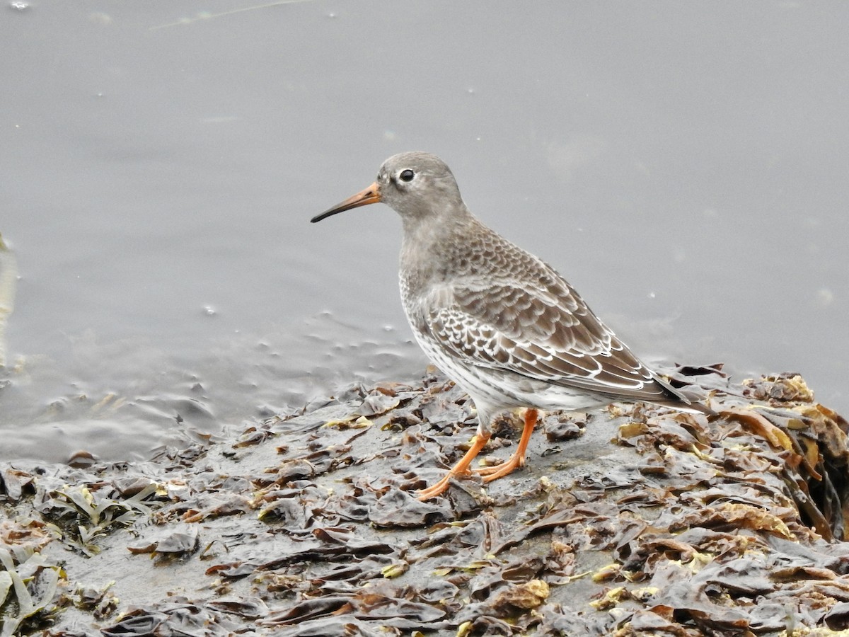 Meerstrandläufer - ML643879894