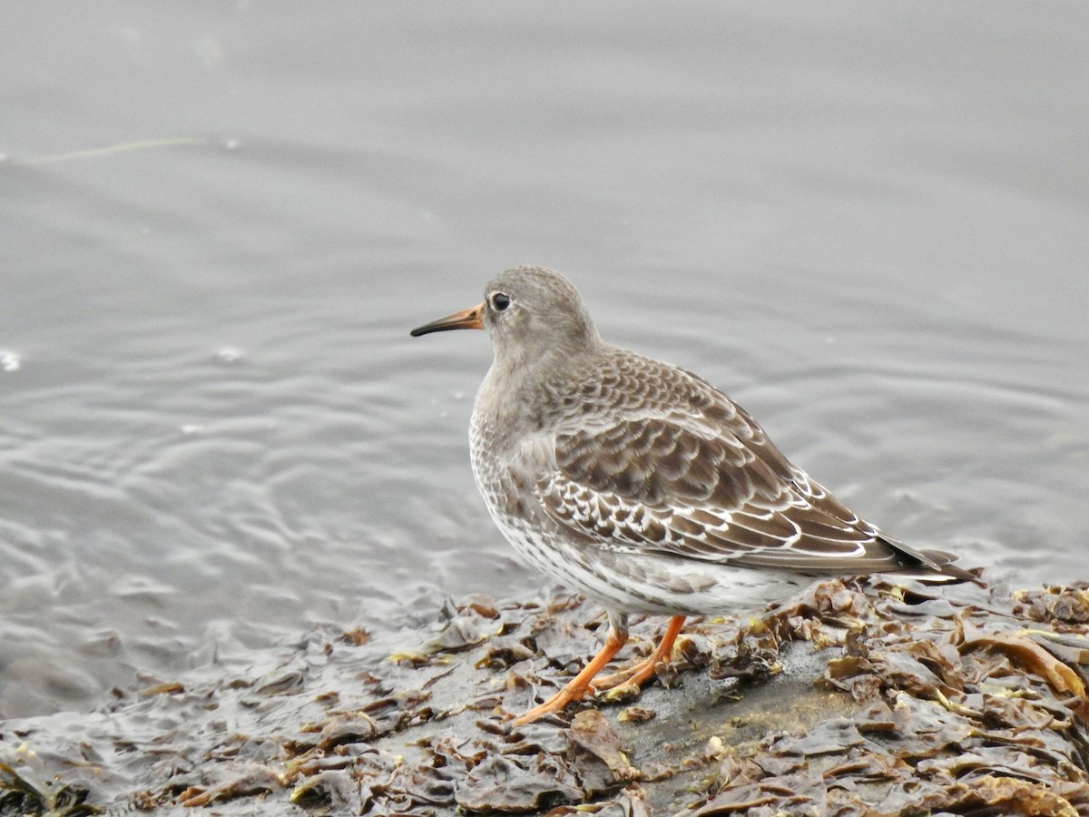 Meerstrandläufer - ML643879895