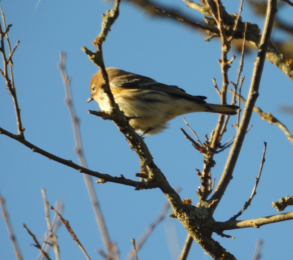 Yellow-rumped Warbler - ML643879896