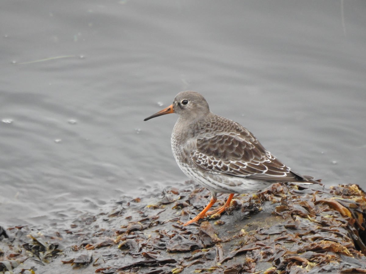 Meerstrandläufer - ML643879897