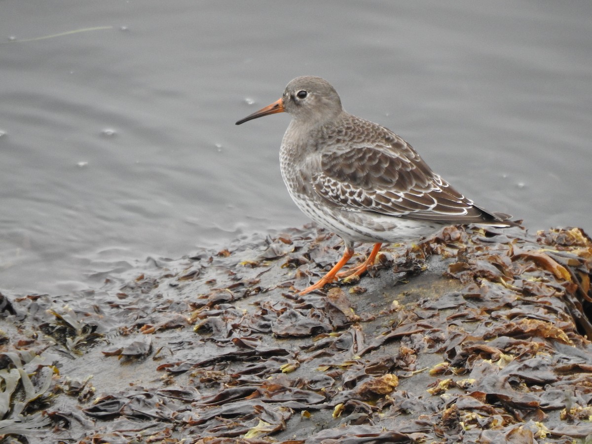 Meerstrandläufer - ML643879898