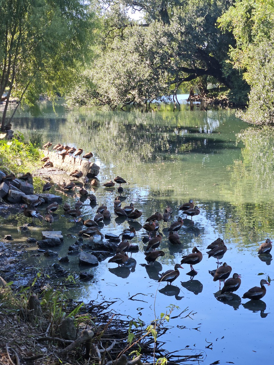 Black-bellied Whistling-Duck - ML643879900