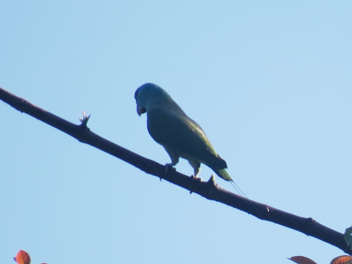 パラワンウチワインコ - ML643879902