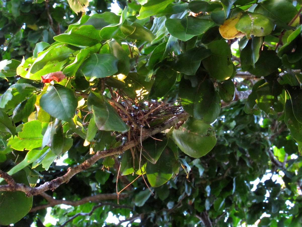 holub růžovohlavý - ML643879923