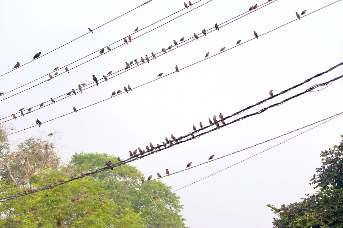 landsbystær - ML643879949