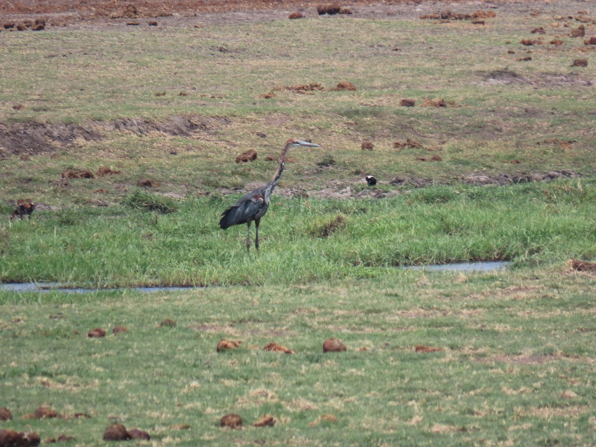 Goliath Heron - ML643879952