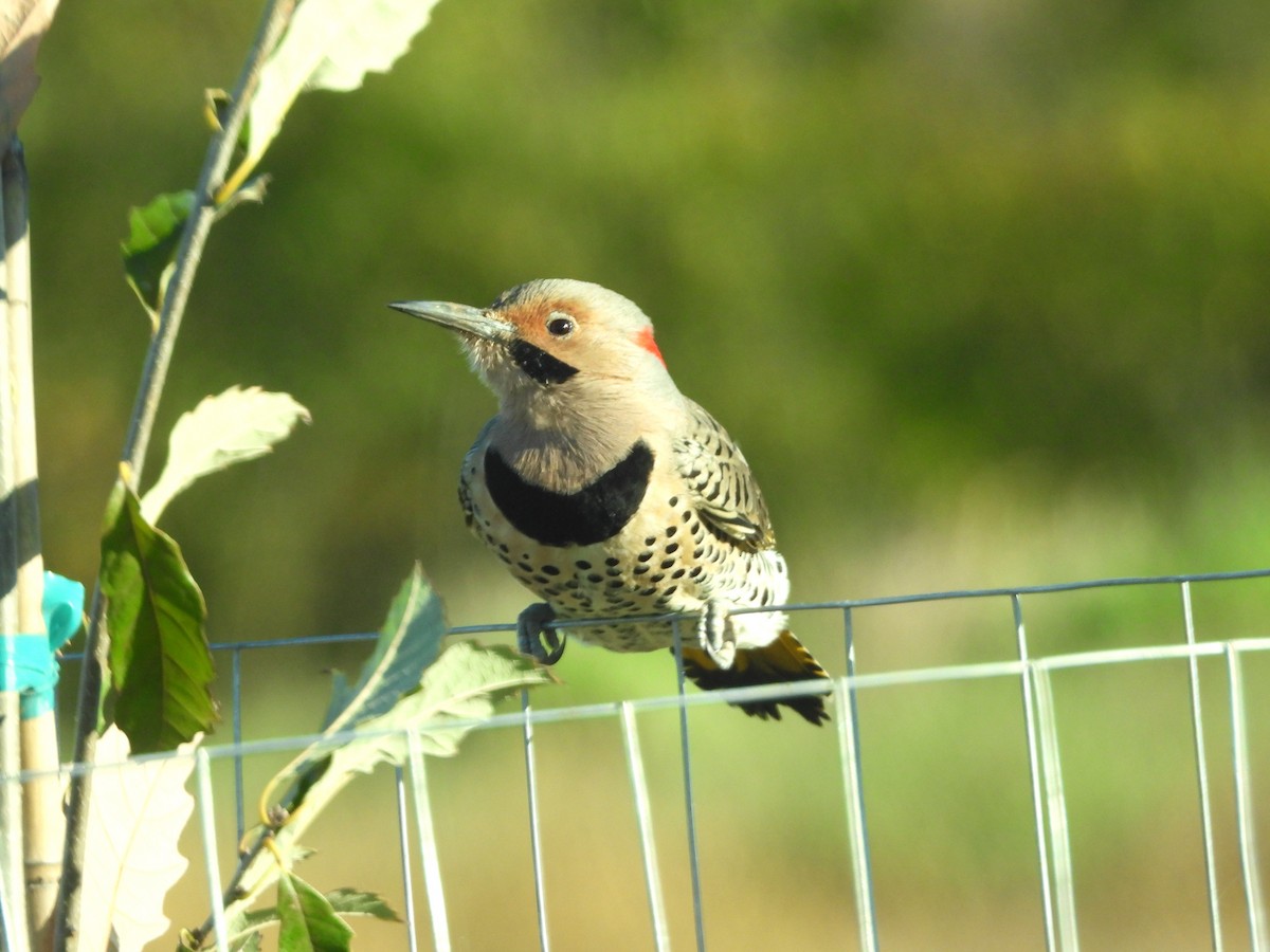 Northern Flicker - ML643879961