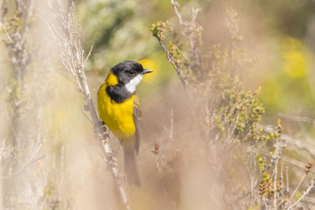 Golden Whistler (Western) - ML643879962