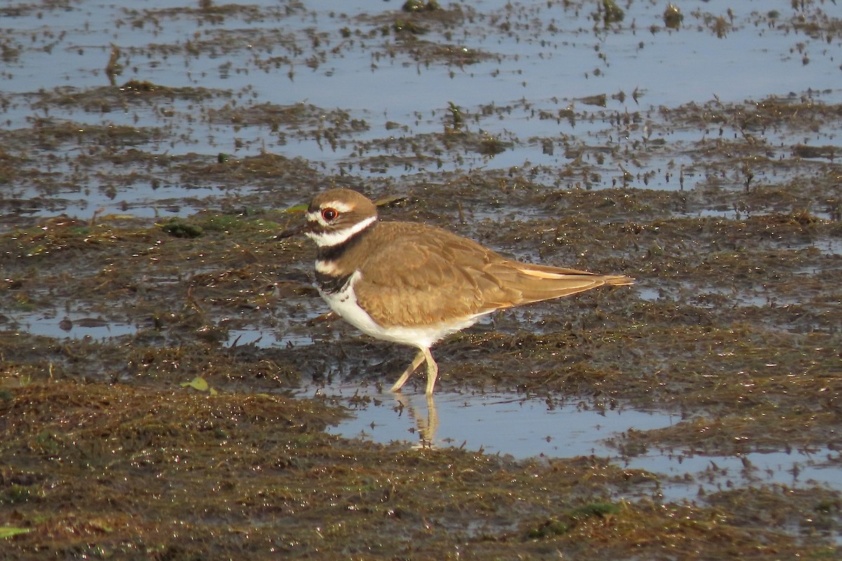 Killdeer - ML643879964