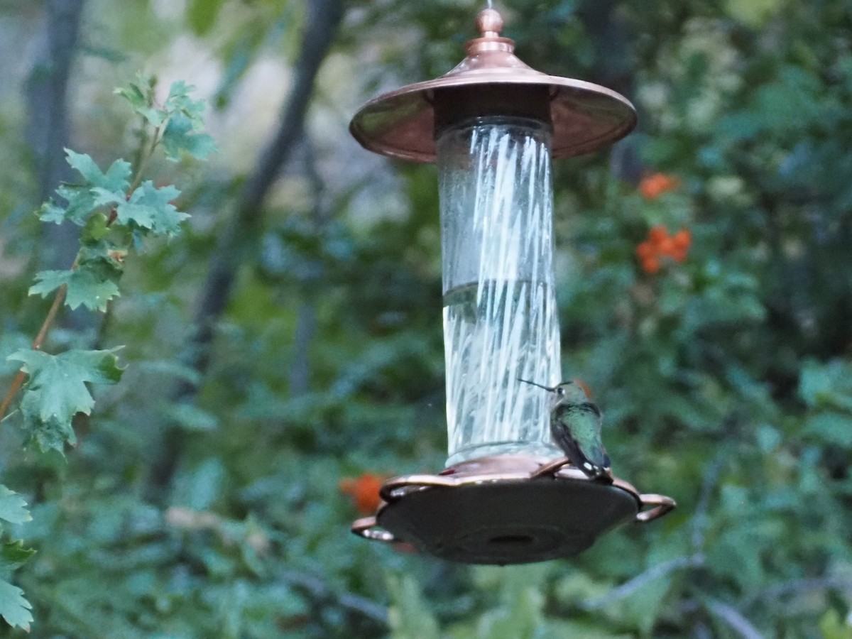 Broad-tailed Hummingbird - ML643879980