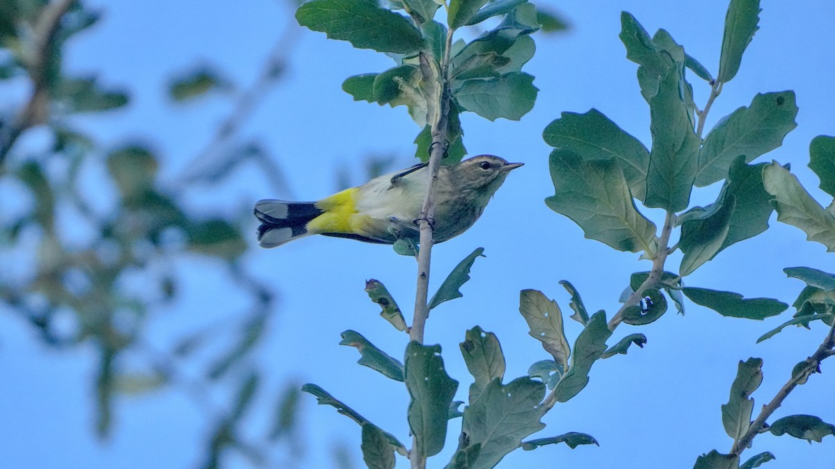Palm Warbler - ML643879987