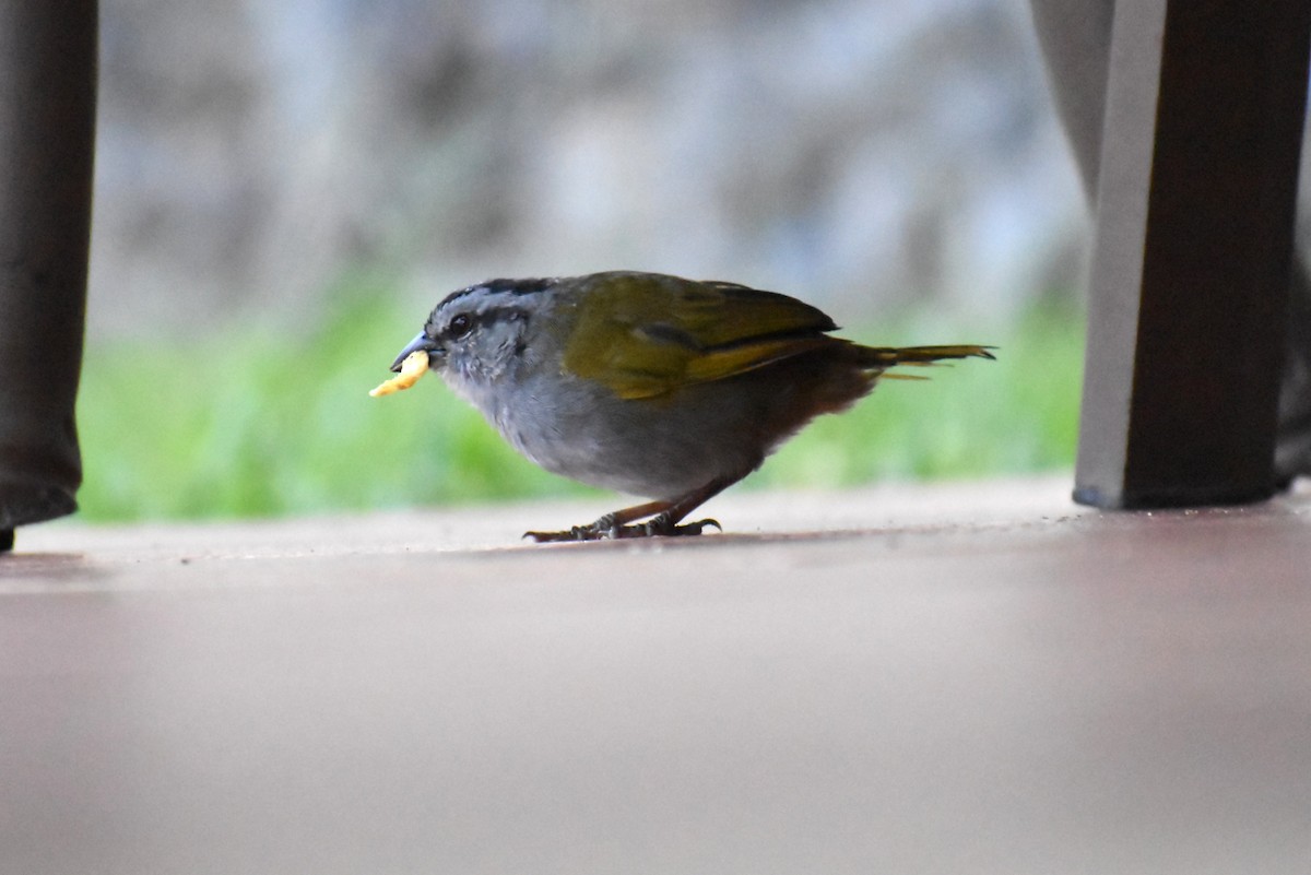 Black-striped Sparrow - ML643880018
