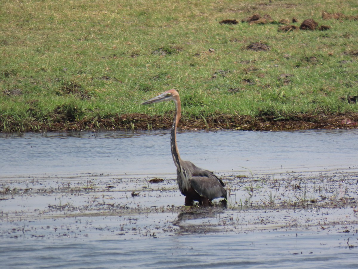 Goliath Heron - ML643880024