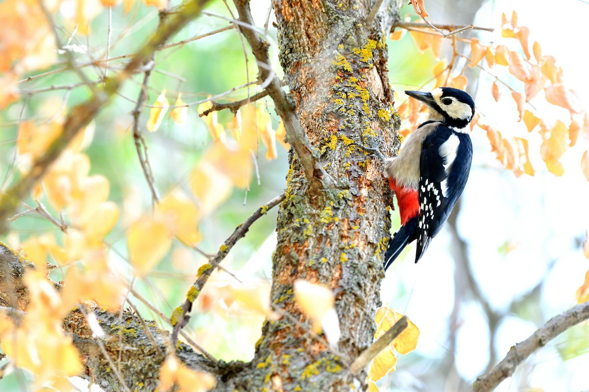Great Spotted Woodpecker - ML643880046
