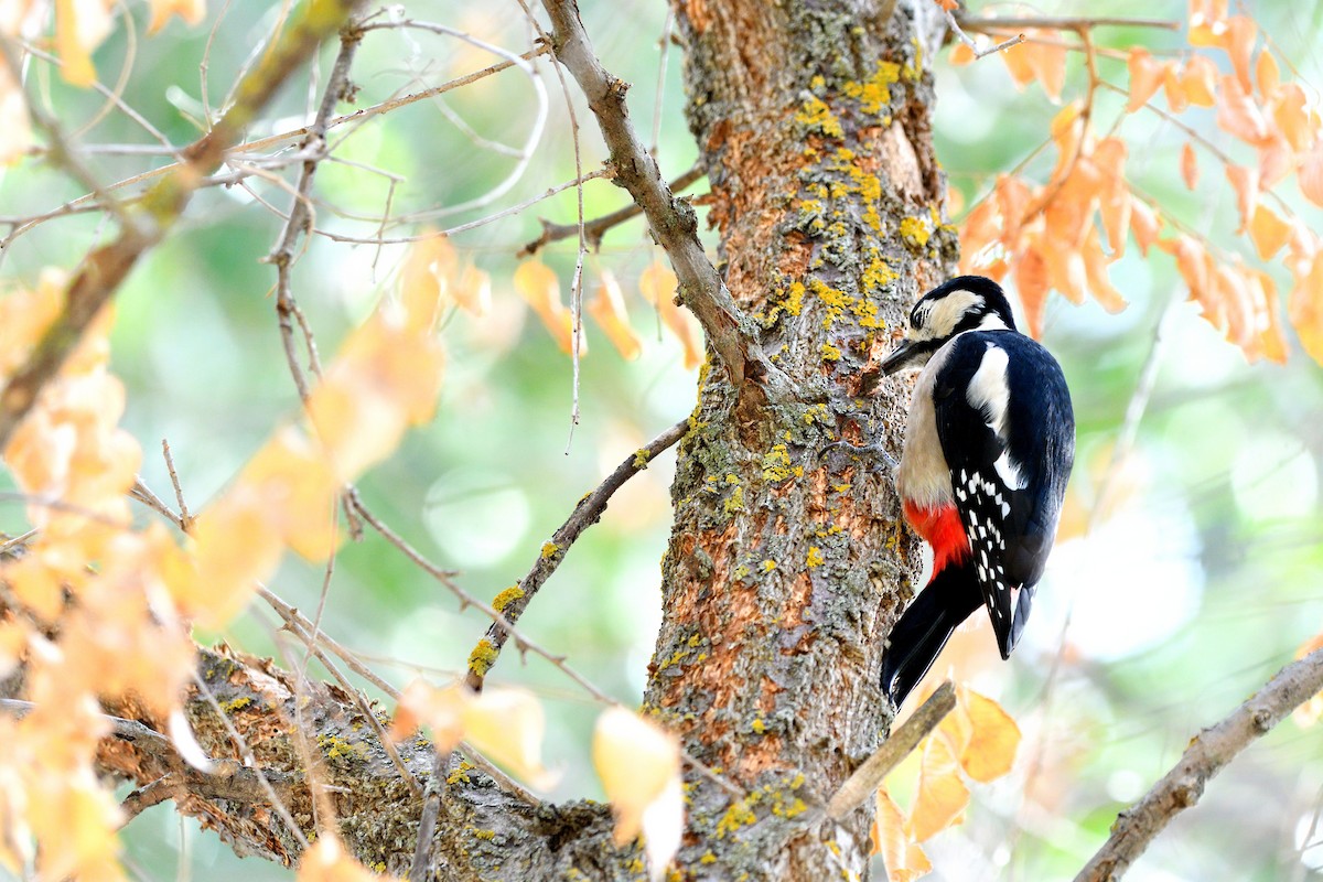 Great Spotted Woodpecker - ML643880055