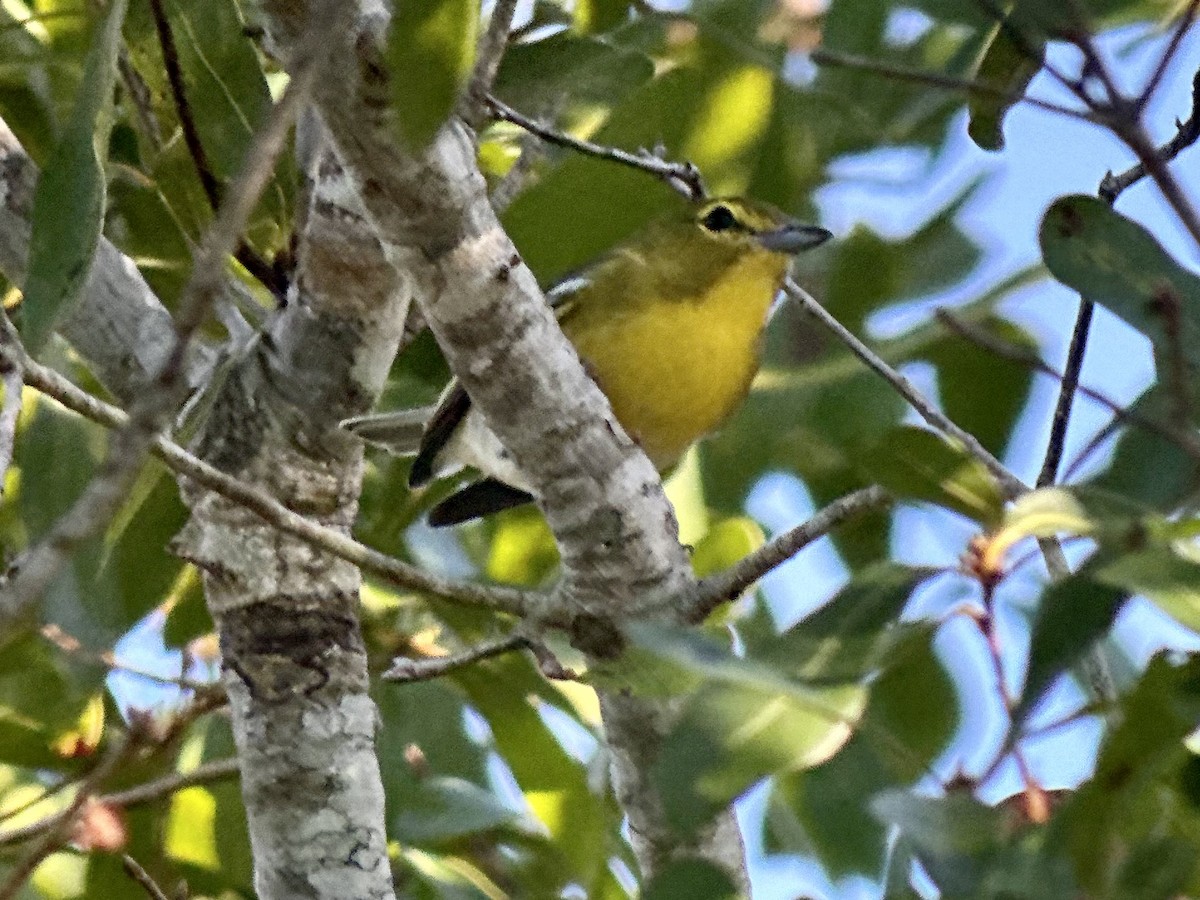 Yellow-throated Vireo - ML643880057