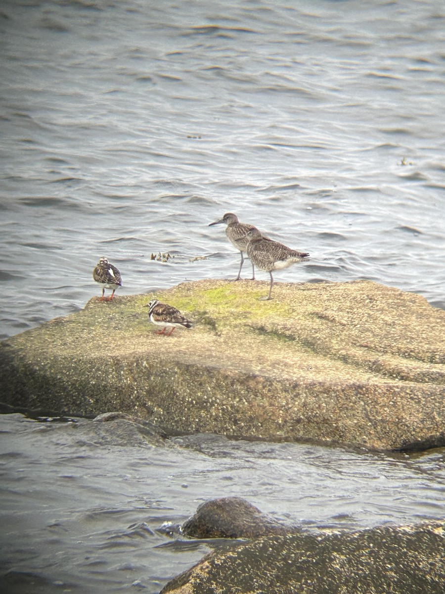 Ruddy Turnstone - ML643880065