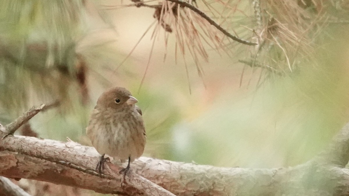 Indigo Bunting - ML643880066