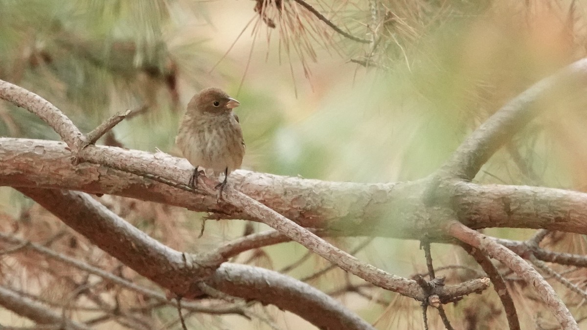 Indigo Bunting - ML643880067