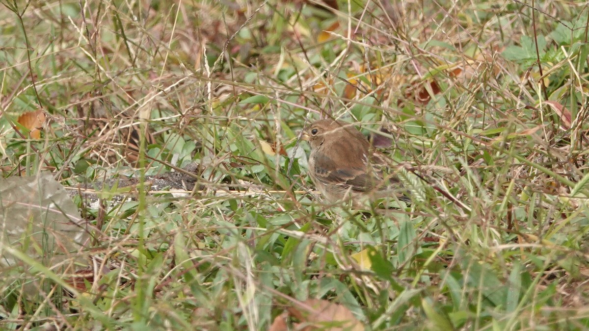Indigo Bunting - ML643880068