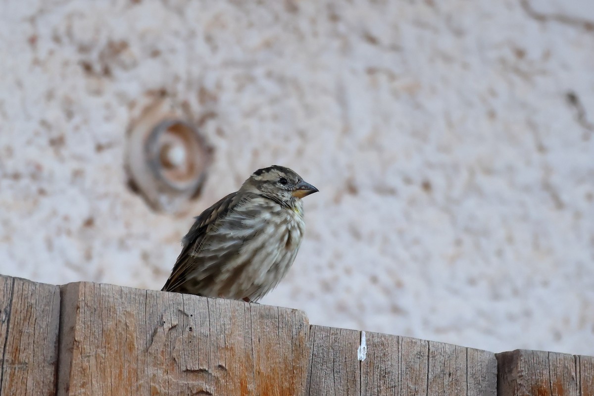 Rock Sparrow - ML643880070